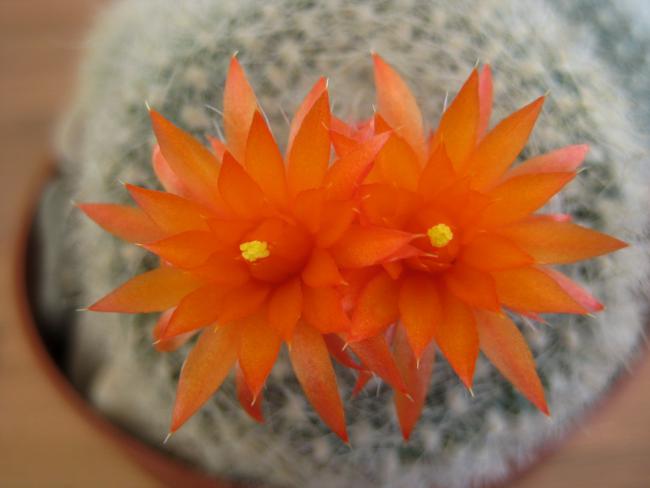 Name:  7 mayis 11 Parodia chrysacanthion detay.jpg
Views: 1693
Size:  29.1 KB