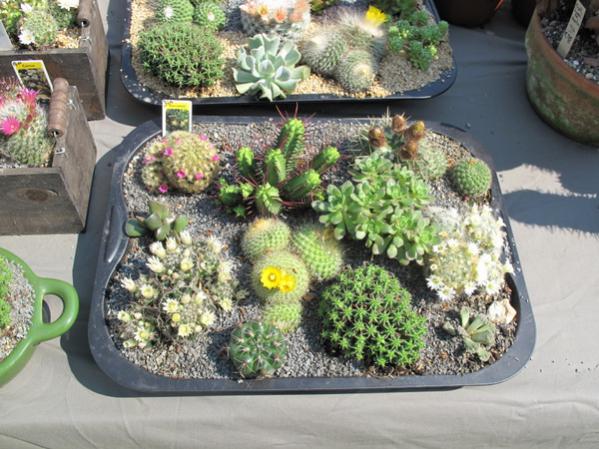 Name:  IMG_3622.jpg
Views: 1289
Size:  59.1 KB