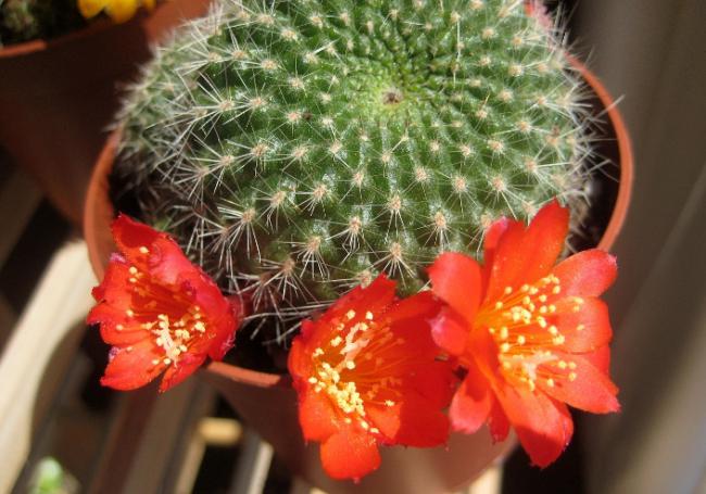 Name:  7 mayis 11 Rebutia senilis kirmizi.jpg
Views: 1780
Size:  51.2 KB