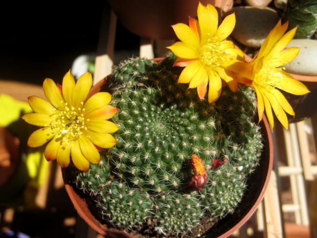 Name:  7 mayis 11 Rebutia senilis sari.jpg
Views: 2038
Size:  57.3 KB