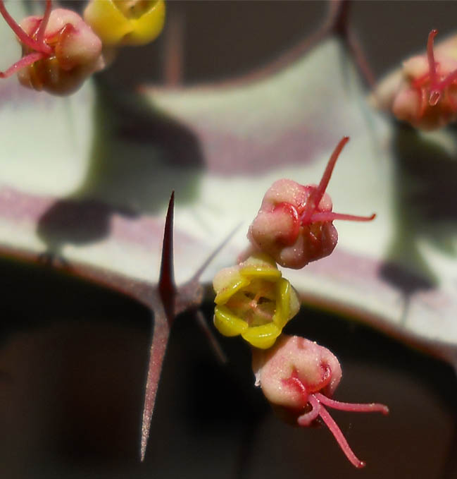 Name:  euphorbia greenwayii 2.jpg
Views: 1246
Size:  54.9 KB