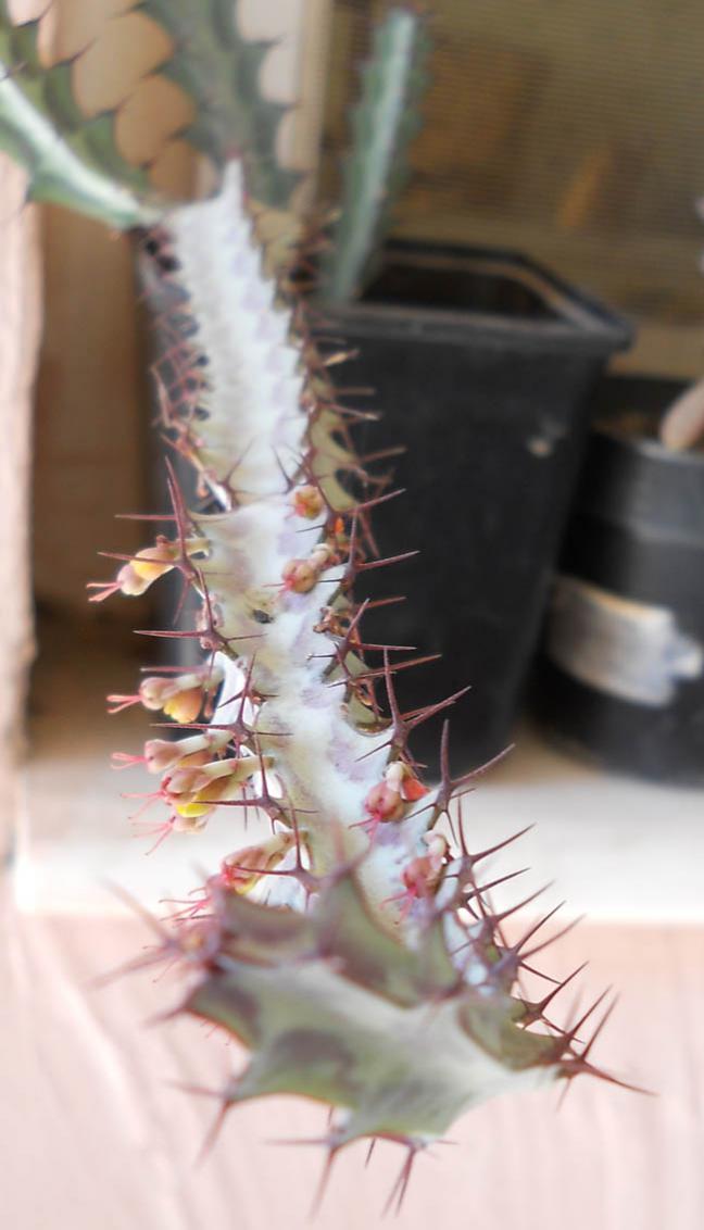 Name:  euphorbia greenwayii 3.jpg
Views: 1267
Size:  58.6 KB