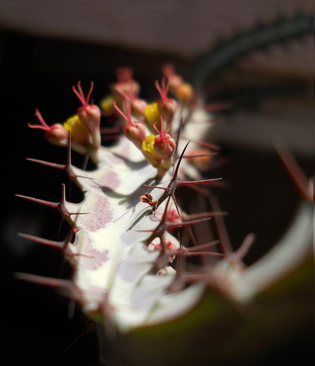 Name:  euphorbia greenwayii 5.jpg
Views: 1215
Size:  36.3 KB