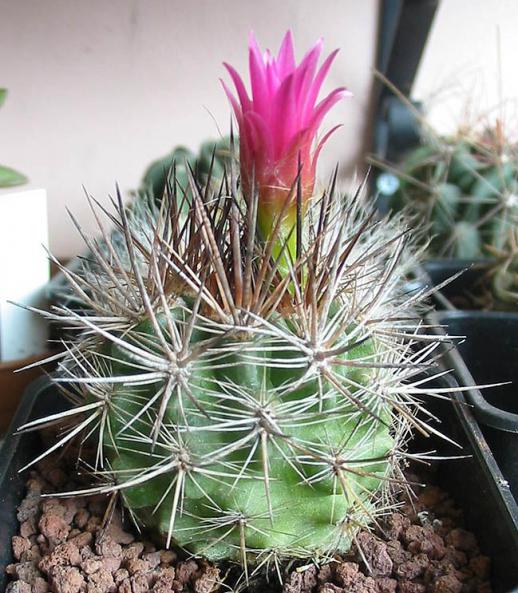 Name:  Eriosyce subgibbosa 1.jpg
Views: 1464
Size:  69.3 KB