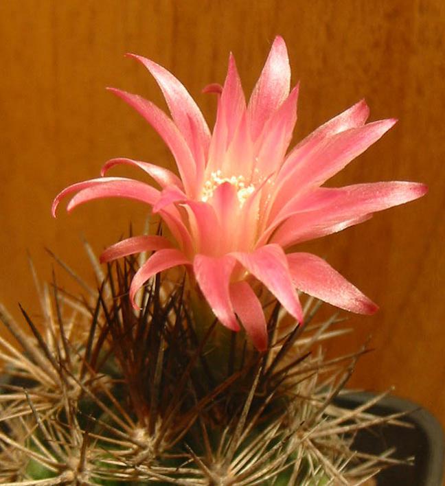 Name:  Eriosyce subgibbosa 2.jpg
Views: 1250
Size:  55.4 KB