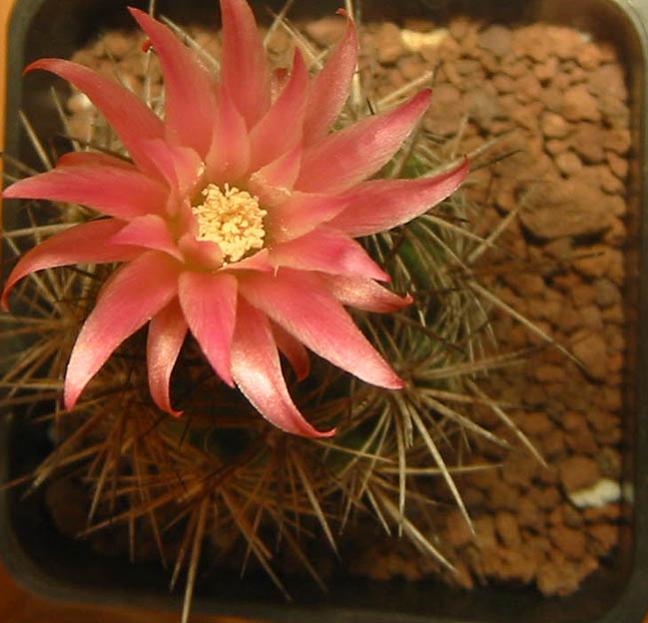 Name:  Eriosyce subgibbosa 3.jpg
Views: 1345
Size:  51.4 KB