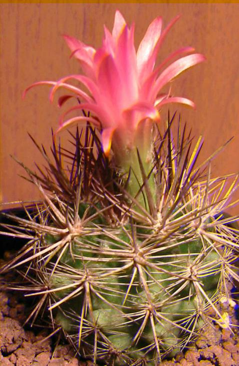 Name:  neoporteria subgibbosa Real 3D.jpg
Views: 1224
Size:  72.1 KB