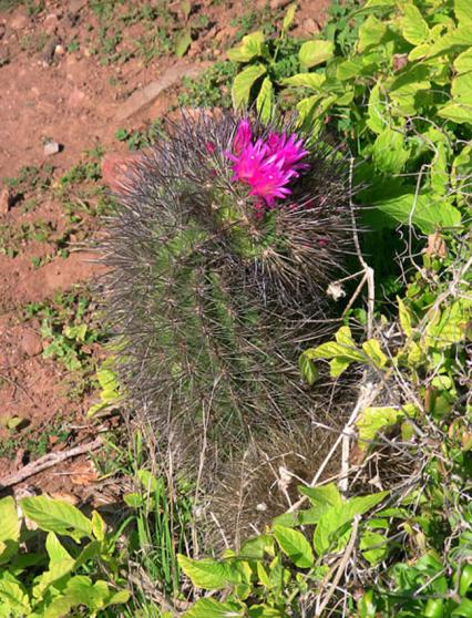Name:  Eriosyce subgibbosa in habitat.jpg
Views: 1384
Size:  75.8 KB