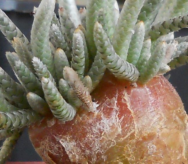 Name:  Avonia Quinaria ssp Alstonii 2.jpg
Views: 1359
Size:  62.2 KB
