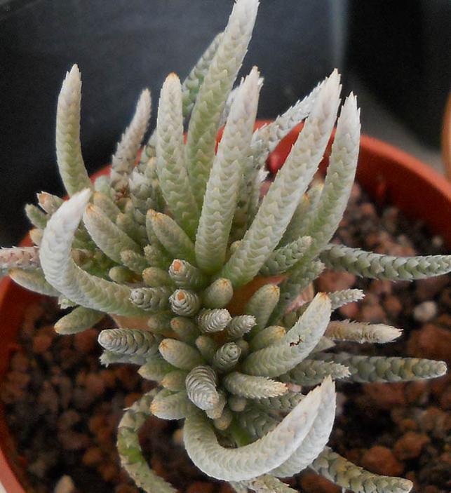 Name:  Avonia Quinaria ssp Alstonii 3.jpg
Views: 1533
Size:  64.2 KB