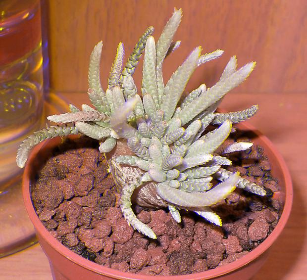 Name:  avonia Real 3D.jpg
Views: 1222
Size:  70.6 KB