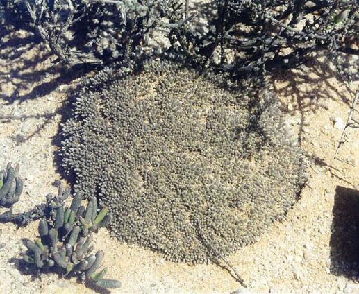 Name:  Avonia Quinaria in habitat.jpg
Views: 1315
Size:  74.7 KB