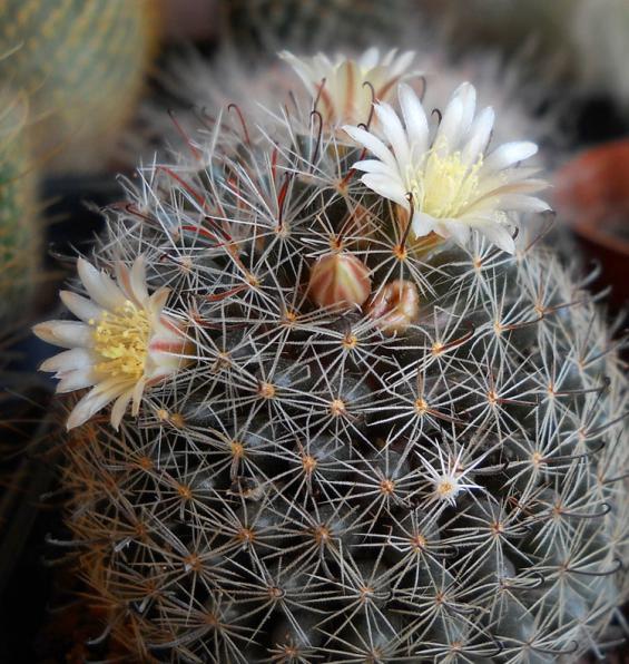 Name:  mammillaria nana2.jpg
Views: 1242
Size:  74.8 KB