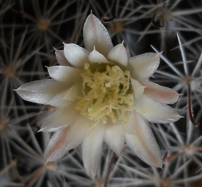 Name:  mammillaria nana flower.jpg
Views: 1258
Size:  45.7 KB