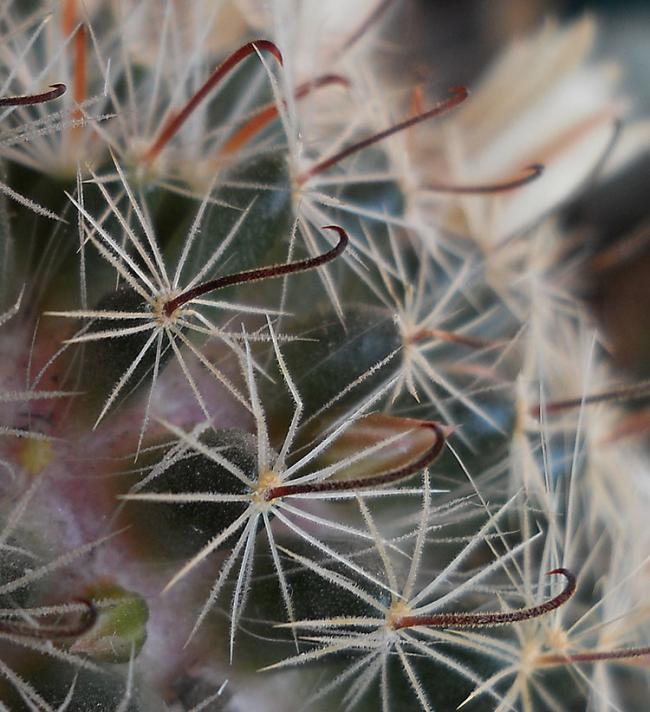Name:  mammillaria nana spines.jpg
Views: 1151
Size:  68.2 KB