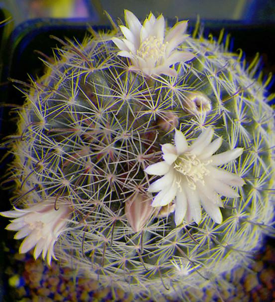 Name:  Mammillaria Nana Real 3D.jpg
Views: 1247
Size:  75.7 KB