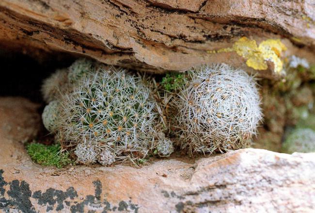 Name:  mammillaria nana in habitat.jpg
Views: 1199
Size:  67.8 KB