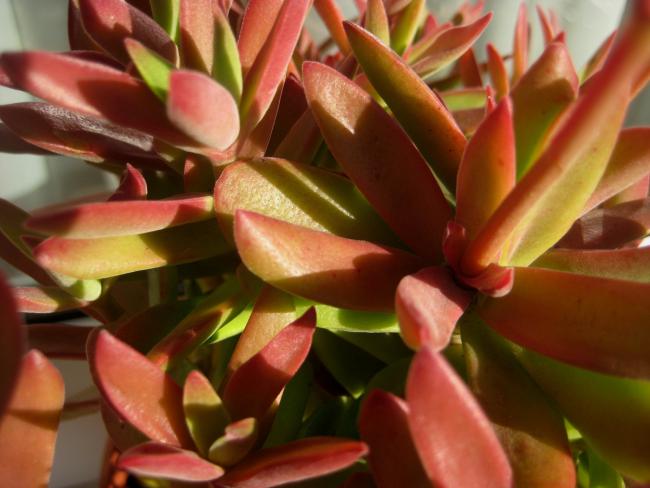 Name:  7 mayis 11 053Crassula erosula campfire.jpg
Views: 1789
Size:  40.8 KB