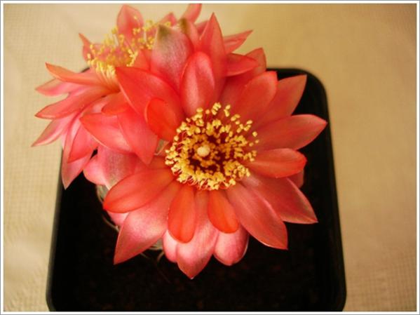 Name:  gymnocalycium baldianum.jpg
Views: 744
Size:  30.1 KB