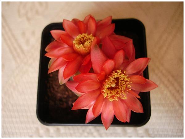 Name:  gymnocalycium baldianum (2) (Custom).JPG
Views: 731
Size:  34.0 KB