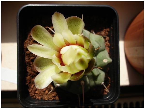 Name:  Gymnocalycium vatteri 2 (Custom).JPG
Views: 740
Size:  34.9 KB