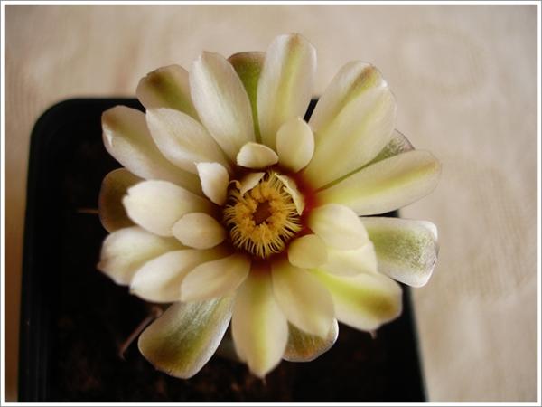 Name:  Gymnocalycium vatteri 3 (Custom).JPG
Views: 693
Size:  29.7 KB