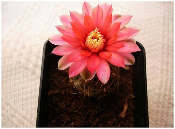 Name:  gymno (Custom).JPG
Views: 691
Size:  35.2 KB