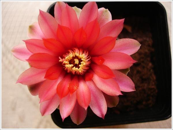 Name:  gymnocalycium (4) (Custom).JPG
Views: 686
Size:  34.8 KB