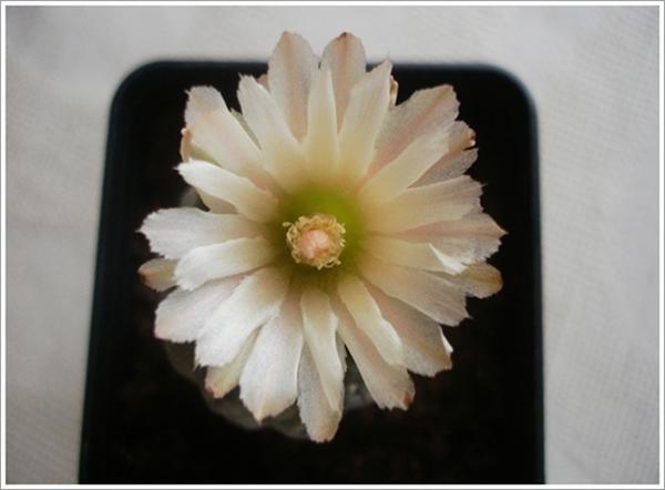 Name:  Neochilenia napina 2 (Custom).JPG
Views: 764
Size:  27.1 KB