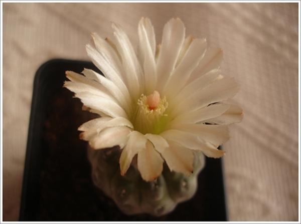 Name:  Neochilenia_napina 1 1 (Custom).JPG
Views: 706
Size:  25.4 KB