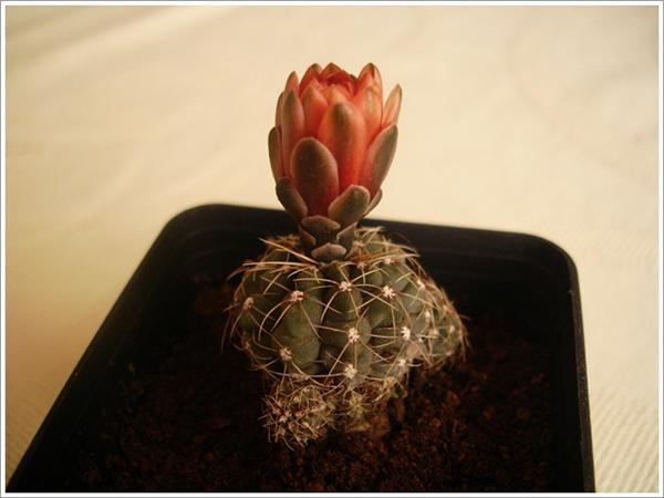 Name:  gymnocalycium (Custom).JPG
Views: 680
Size:  30.9 KB