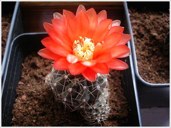 Name:  gymnocalycium (2) (Custom).JPG
Views: 697
Size:  49.4 KB
