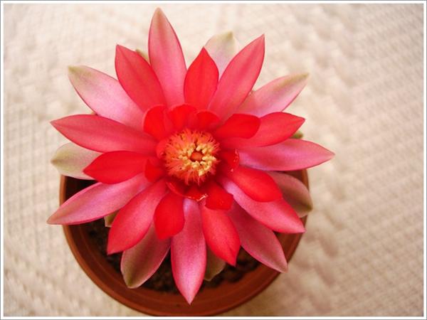 Name:  gymnocalycium (5) (Custom).JPG
Views: 694
Size:  35.4 KB