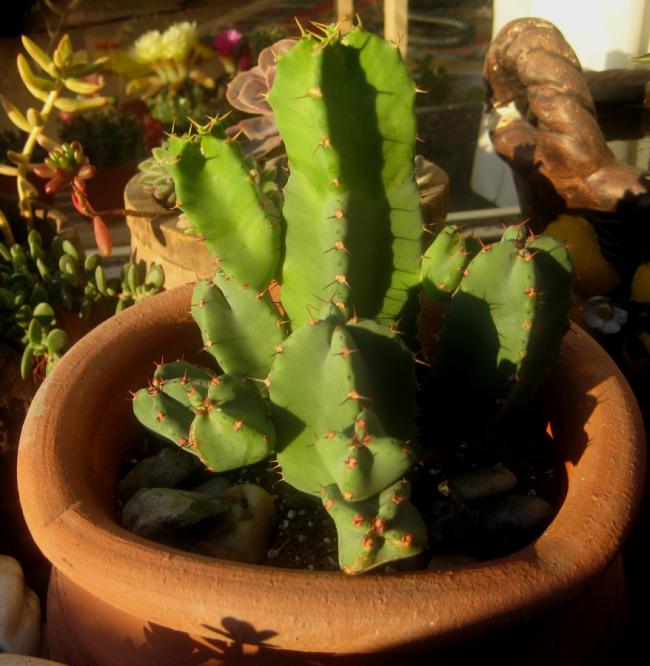 Name:  7 mayis 11 119 Euphorbia resinifera.jpg
Views: 1963
Size:  58.8 KB