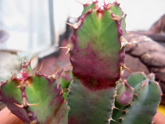 Name: Euphorbia resinifera 18 mayis 11 004.jpg
Views: 1887
Size: 35.6 KB