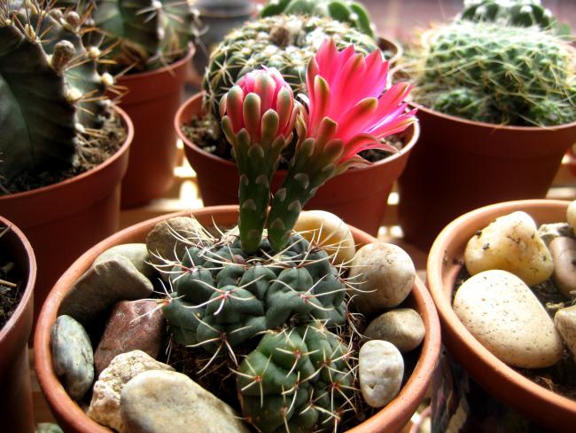 Name:  19 mayis 11 048 Gymnocalycium baldianum.jpg
Views: 1530
Size:  64.0 KB