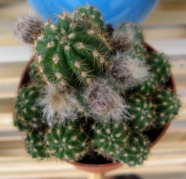 Name:  19 mayis 11 099 Chamaecereus silvestrii.jpg
Views: 1640
Size:  59.7 KB