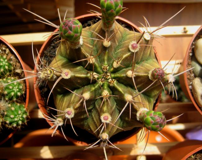 Name:  19 mayis 11 029 Gymnocalycium mihanovichii.jpg
Views: 1829
Size:  62.7 KB