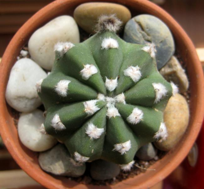 Name:  19 mayis 11 059 Echinopsis subdenudata.jpg
Views: 1865
Size:  45.8 KB