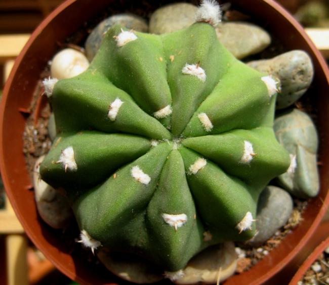 Name:  19 mayis 11 063 Echinopsis subdenudata2.jpg
Views: 1787
Size:  48.3 KB