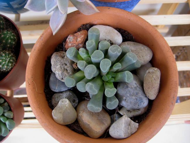 Name:  19 mayis 11 095 Fenestraria.jpg
Views: 1725
Size:  46.3 KB