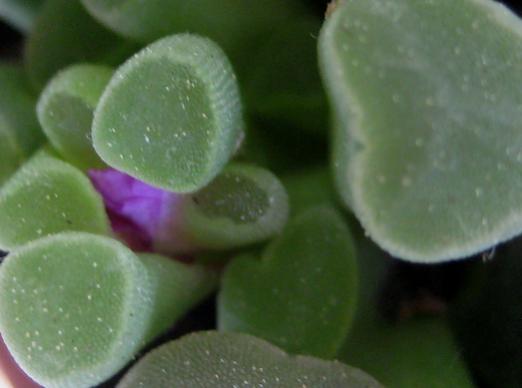 Name:  19 mayis 11 096 Fenestraria detay.jpg
Views: 1782
Size:  19.4 KB