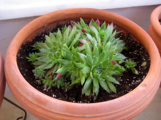 Name:  19 mayis 11 117 sempervivum laggerii.jpg
Views: 1851
Size:  50.8 KB