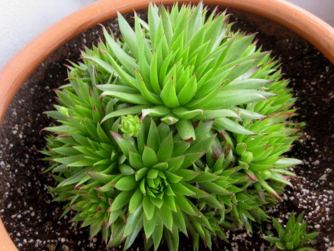 Name:  19 mayis 11 084 jovibarba sobolifera2.jpg
Views: 2065
Size:  61.3 KB