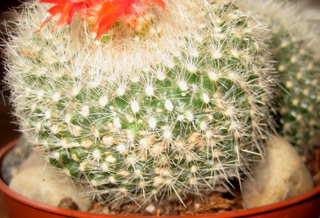 Name:  19 mayis 11 049 Notocactus haselbergii problem2.jpg
Views: 1747
Size:  67.3 KB