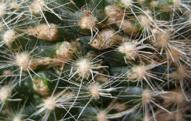 Name:  19 mayis 11 049 Notocactus haselbergii problem detay2.jpg
Views: 1840
Size:  56.9 KB