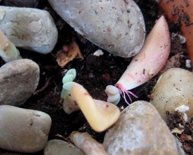 Name: 19 mayis 11 093 Graptopetalum paraguayense bebek.jpg
Views: 1876
Size: 48.7 KB