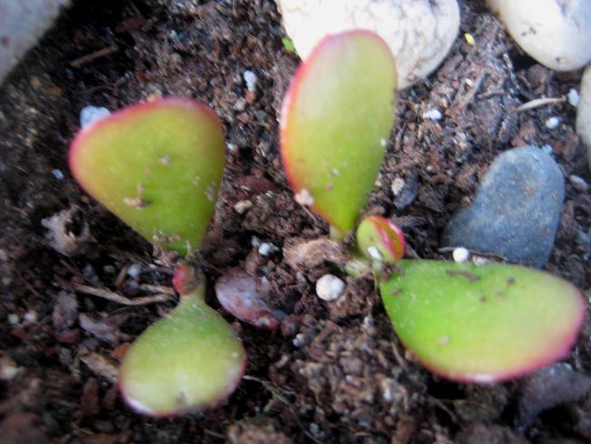 Name: 20 mayis 11 013 crassula ovata fide.jpg
Views: 1806
Size: 51.6 KB