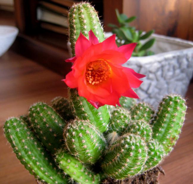 Name:  20 mayis 11 003 Chamaecereus silvestrii.jpg
Views: 2188
Size:  58.2 KB