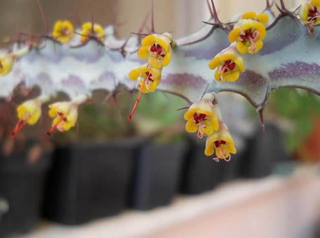 Name:  euphorbia greenwayii bloom1.jpg
Views: 1059
Size:  30.3 KB